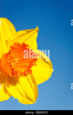 Narzisse gegen blauen Himmel Stockfoto