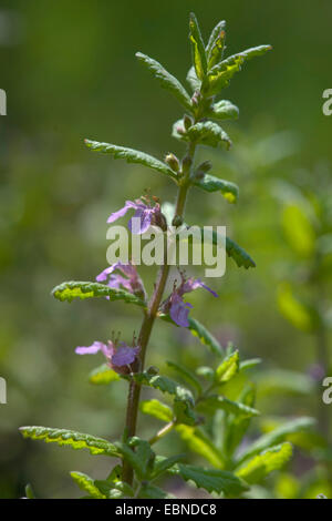 Wasser-Gamander, Holz Salbei (Teucrium Scordium), blühen, Deutschland Stockfoto