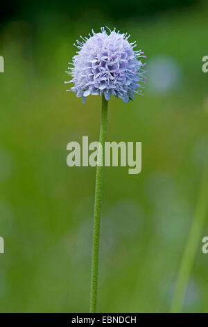 Südlichen Succisella, Devil's Bit Witwenblume (Succisella Inflexa), Blütenstand, Deutschland Stockfoto