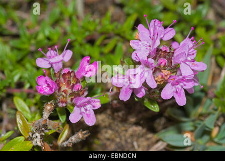 Wilder Thymian, Breckland Thymian, Creeping Thymian (Thymus Serpyllum), Blütenstand, Schweiz Stockfoto