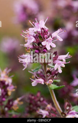 Wilder Thymian, Breckland Thymian, Creeping Thymian (Thymus Serpyllum), Blütenstand, Schweiz Stockfoto