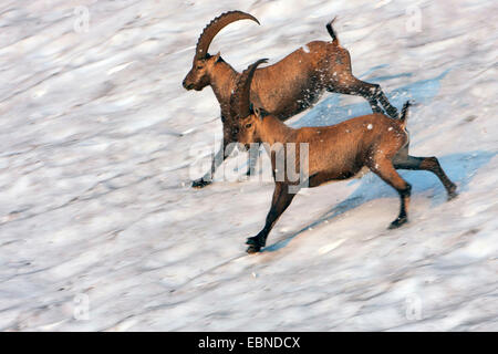 Alpensteinbock (Capra Ibex, Capra Ibex Ibex), zwei Steinböcke überqueren ein Schneefeld im Morgenlicht, Schweiz, Toggenburg, Chaeserrugg Stockfoto