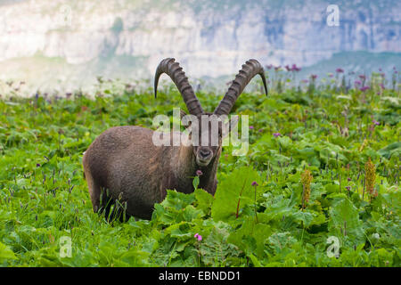 Alpensteinbock (Capra Ibex, Capra Ibex Ibex) in einer Bergwiese, Schweiz, Toggenburg, Chaeserrugg Stockfoto