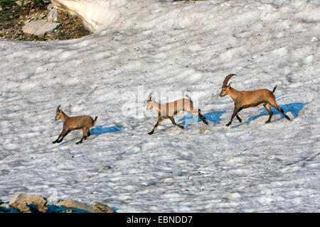 Alpensteinbock (Capra Ibex, Capra Ibex Ibex), drei Steinböcke überqueren ein Schneefeld im Morgenlicht, Schweiz, Toggenburg, Chaeserrugg Stockfoto