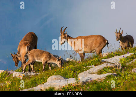 Alpensteinbock (Capra Ibex, Capra Ibex Ibex), Weibchen mit Rehkitz, Schweiz, Toggenburg, Chaeserrugg Stockfoto