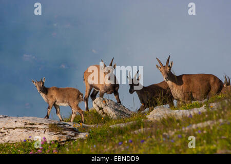 Alpensteinbock (Capra Ibex, Capra Ibex Ibex), Demales mit Rehkitz, Schweiz, Toggenburg, Chaeserrugg Stockfoto