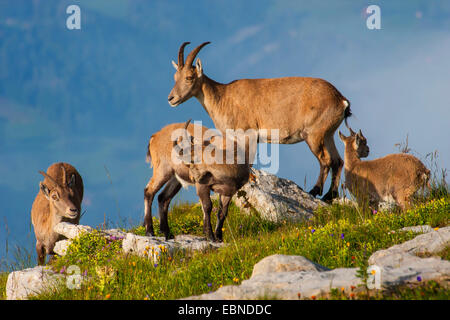 Alpensteinbock (Capra Ibex, Capra Ibex Ibex), Weibchen mit Rehkitz, Schweiz, Toggenburg, Chaeserrugg Stockfoto