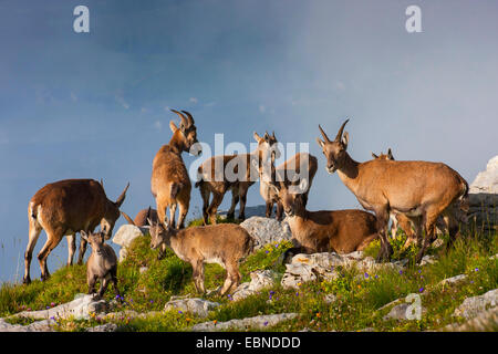 Alpensteinbock (Capra Ibex, Capra Ibex Ibex), Weibchen mit Kitze, Schweiz, Toggenburg, Chaeserrugg Stockfoto