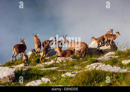 Alpensteinbock (Capra Ibex, Capra Ibex Ibex), Weibchen mit Kitze, Schweiz, Toggenburg, Chaeserrugg Stockfoto