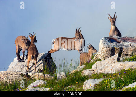 Alpensteinbock (Capra Ibex, Capra Ibex Ibex), Weibchen mit Kitze, Schweiz, Toggenburg, Chaeserrugg Stockfoto