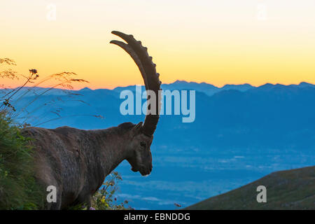 Alpensteinbock (Capra Ibex, Capra Ibex Ibex), bei Sonnenaufgang, Schweiz, Toggenburg, Chaeserrugg Stockfoto