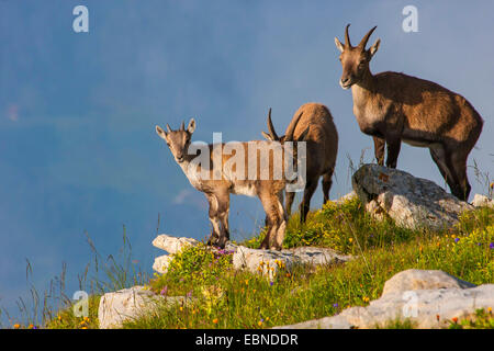 Alpensteinbock (Capra Ibex, Capra Ibex Ibex), Weibchen mit Reh an einem Hang, der Schweiz, Toggenburg, Chaeserrugg Stockfoto