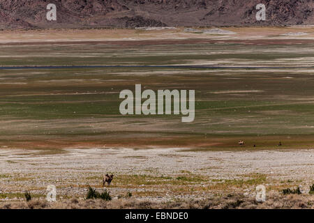getrocknete Wasserreservoir Orto Tokoy und Kamele, Kirgisistan, Balykchy Stockfoto