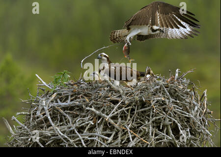 Fischadler, Fisch Hawk (Pandion Haliaetus), Männchen im Flug liefern Fisch an seine Frau mit Jungvögel in Zedernwipfeln, Finnland Stockfoto