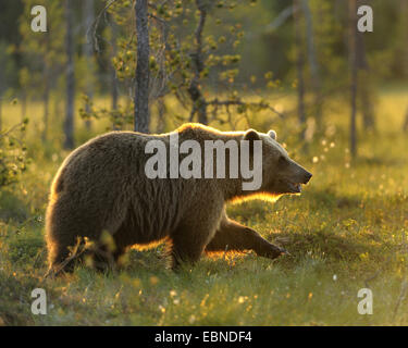 Europäischer Braunbär (Ursus Arctos Arctos), erwachsenes Weibchen im Licht der Mitternachtssonne im finnischen Moorland, Finnland Stockfoto