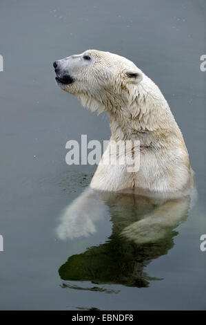 Eisbär (Ursus Maritimus), Männchen bei der Sicherung von Wasser Stockfoto