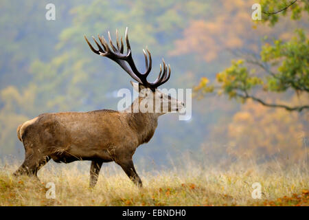 Rothirsch (Cervus Elaphus), Hirsch im Spätherbst bei Regenwetter, Dänemark Stockfoto