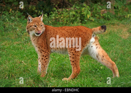 Eurasischer Luchs (Lynx Lynx), männliche in Sommer, Deutschland, Sachsen Stockfoto