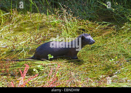 Amerikanischer Nerz (Mustela Vison, Neovison Vison), nass Jungtier Landgang Stockfoto