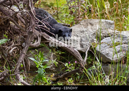 Amerikanischer Nerz (Mustela Vison, Neovison Vison), geht über Steinen Stockfoto