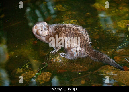 Amerikanischer Nerz (Mustela Vison, Neovison Vison), sitzt auf einem Stein in einem Fluss, Deutschland Stockfoto