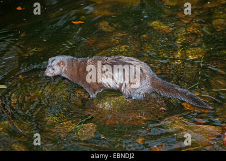 Amerikanischer Nerz (Mustela Vison, Neovison Vison), sitzt auf einem Stein in einem Fluss, Deutschland Stockfoto