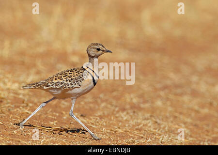 zwei-banded Renner (Rhinoptilus Africanus), laufen, Südafrika, Barberspan Bird Sanctuary Stockfoto