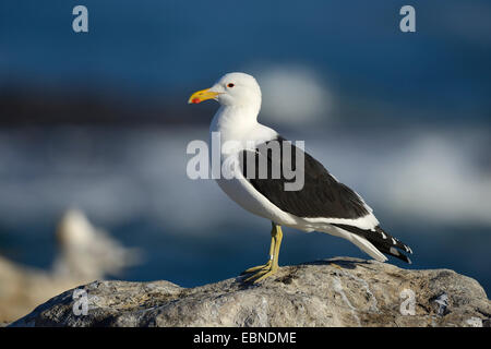 Cape Möwe, Kelp Gull (Larus Dominicanus Vetula, Larus Vetula), steht auf einem Felsen, Lamberts Bay, Bird Island, Western Cape, Südafrika Stockfoto