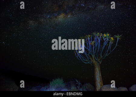 Köcherbaum (Aloe Dichotoma), Kokerboom in der Nacht mit Milchstrasse, Namibia, Keetmanshoop, Kokerboom, Quivertree Stockfoto
