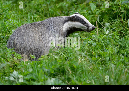 Alten Welt Dachs, eurasischer Dachs (Meles Meles), auf einer Wiese, Deutschland Stockfoto