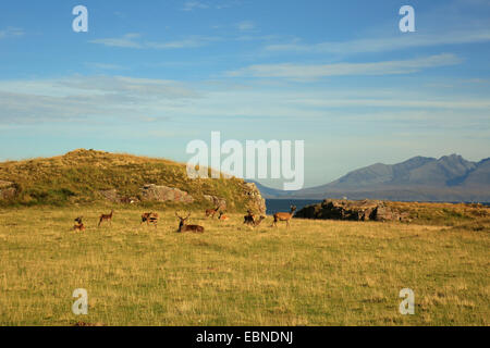 Rothirsch (Cervus Elaphus), schottische Rothirsch auf der Isle of Rum, Großbritannien, Schottland, Isle of Rum, Kilmory Stockfoto