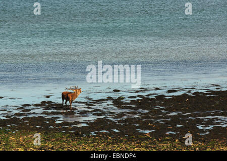 Rothirsch (Cervus Elaphus), brüllenden Hirsch am Strand, Großbritannien, Schottland, Isle of Rum Kilmory Stockfoto