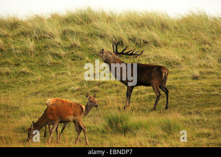 Rothirsch (Cervus Elaphus), brüllend mit zwei Hinds, Großbritannien, Schottland, Isle of Rum Kilmory Hirsch Stockfoto