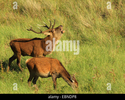 Rothirsch (Cervus Elaphus), brüllenden Hirsch mit Hirschkuh, Großbritannien, Schottland, Isle of Rum Kilmory Fütterung Stockfoto