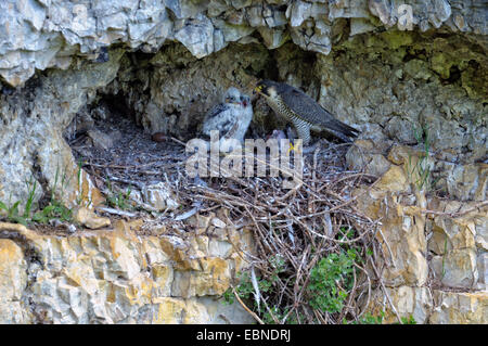 Wanderfalke (Falco Peregrinus), Weibchen mit Beute in das Nest mit zwei Fledgelings, alte Aerie eines Raben, Deutschland, Baden-Württemberg, Schwäbische Alb Stockfoto