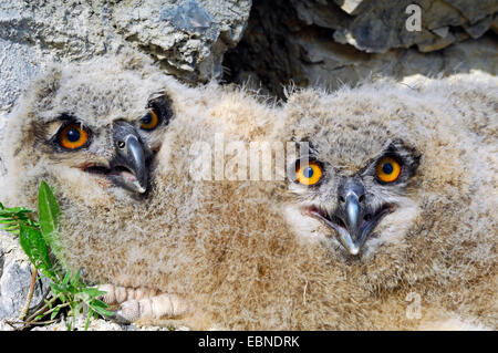 nördlichen Uhu (Bubo Bubo), Porträt von zwei Fledgelings, Deutschland, Baden-Württemberg Stockfoto