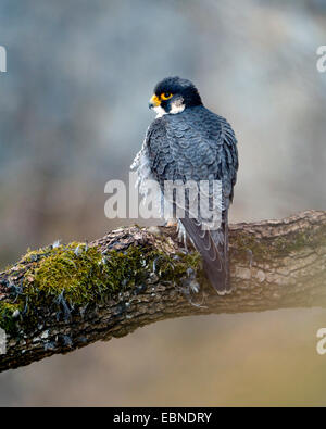 Wanderfalke (Falco Peregrinus), Männchen auf einem Ast, Deutschland, Baden-Württemberg Stockfoto