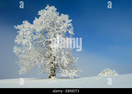 Stieleiche, pedunculate Eiche, Englisch Eiche (Quercus Robur), Alter Baum im Winter mit Raureif, Deutschland, Baden-Württemberg, Biosphaerengebiet sch.ools.it Alb Stockfoto