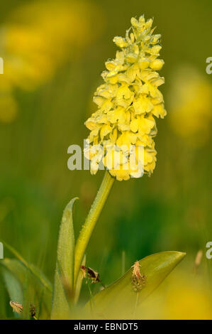 Pale-flowered Orchid (Orchis Pallens), Blütenstand im Morgenlicht, Deutschland, Baden-Württemberg Stockfoto