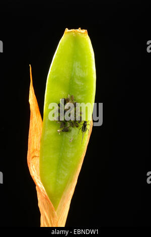 Blattluse, Luse Pflanze (Aphididae), Jungtier auf einem Stiel,  Deutschland, Baden-Wrttemberg Stockfotografie - Alamy