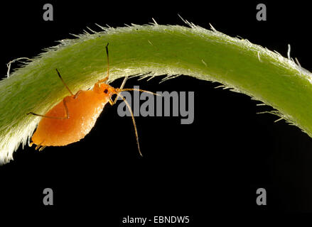 Blattläuse, Läuse Pflanze (Aphididae), Jungtier an einem Stiel, Deutschland, Baden-Württemberg Stockfoto