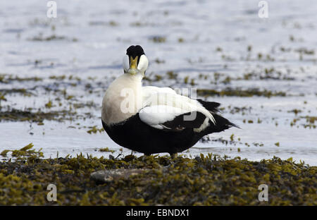 Gemeinsamen Eiderenten (Somateria Mollissima), männliche stehen im Vorland Algen, Vereinigtes Königreich, England, Northumberland Stockfoto