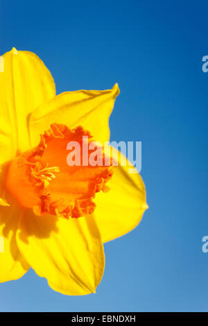 Narzisse gegen blauen Himmel Stockfoto