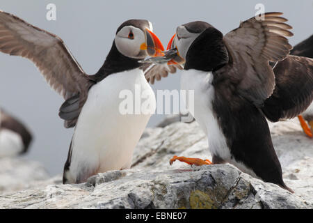 Papageitaucher, gemeinsame Papageientaucher (Fratercula Arctica), zwei Erwachsene Vögel mit ausgebreiteten Flügeln auf einem Felsen, Vereinigtes Königreich, England, Farne Islands, Grundnahrungsmittel Insel sitzen Stockfoto