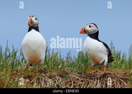 Papageitaucher, gemeinsame Papageientaucher (Fratercula Arctica), zwei Erwachsene Vögel sitzen auf Tossocks, Vereinigtes Königreich, England, Farne Islands, Grundnahrungsmittel Insel Stockfoto