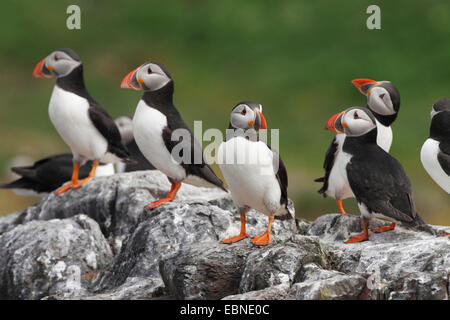 Papageitaucher, gemeinsame Papageientaucher (Fratercula Arctica), Erwachsene Vögel sitzen zusammen auf einem Felsen, Vereinigtes Königreich, England, Farne Islands, Grundnahrungsmittel Insel Stockfoto