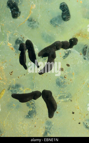 Grasfrosch, Grasfrosch (Rana Temporaria), Kaulquappen, Deutschland Stockfoto