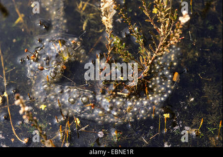 gemeinsamen katzenähnliche, Knoblauch Kröte (Pelobates Fuscus), laichen in eine Wasserfläche, Deutschland Stockfoto