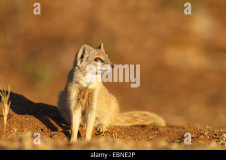 gelbe Mungo (Cynictis Penicillata), sitzen vor den Fuchsbau im Abendlicht, Südafrika, Barberspan Bird Sanctuary Stockfoto