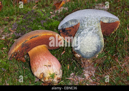 Gepunktete Stamm Bolete, gepunktete-Stamm Bolete, Scarletina Bolete (Boletus Erythropus, Boletus Luridiformis), halbierte gepunktete Stamm Bolete, Deutschland Stockfoto